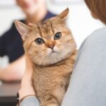 Assurance pour animaux : chat chez le vétérinaire