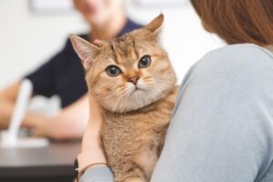 Assurance pour animaux : chat chez le vétérinaire