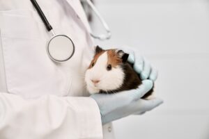 Assurance pour animaux : frais vétérinaires et prise en charge médicale